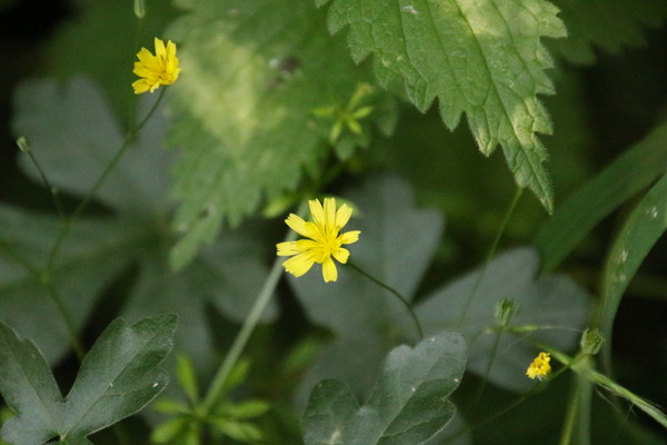 photo of Nipplewort