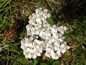 photo of Yarrow