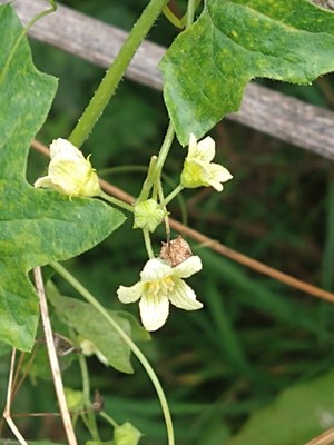 photo of White Bryony