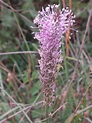 photo of Hoary Plantain