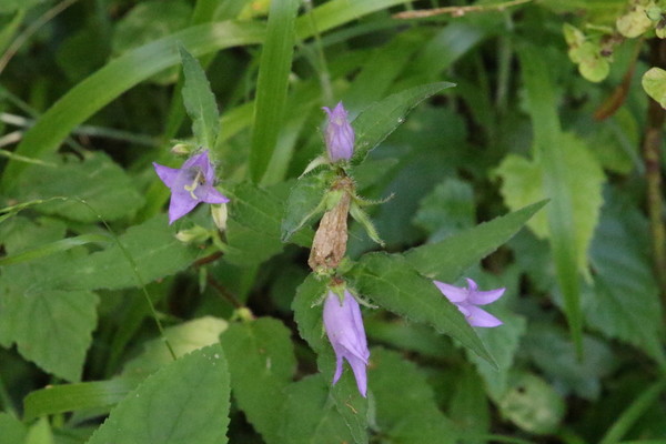 photo of Nettle Leaved Bellflower