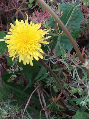 photo of Dandelion