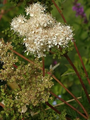 photo of Meadowsweet