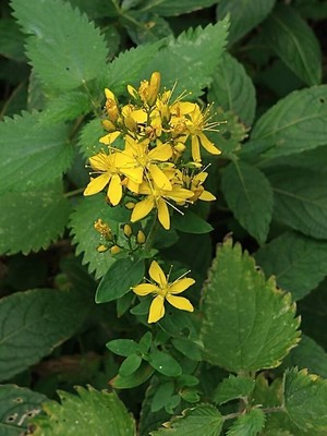photo of Hairy St John's Wort