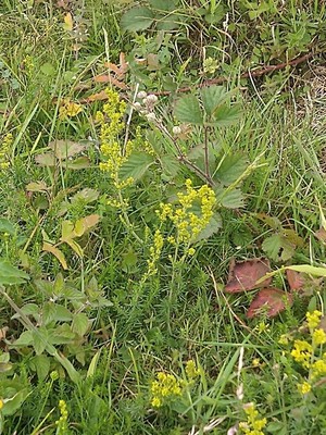 photo of Lady's Bedstraw