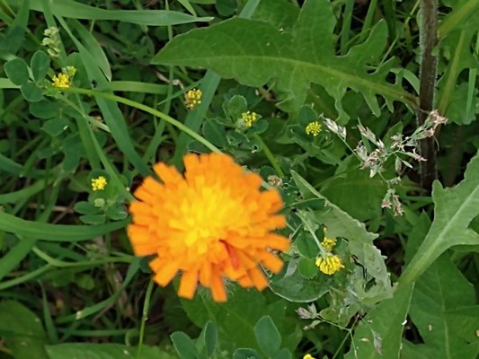 photo of Fox And Cubs