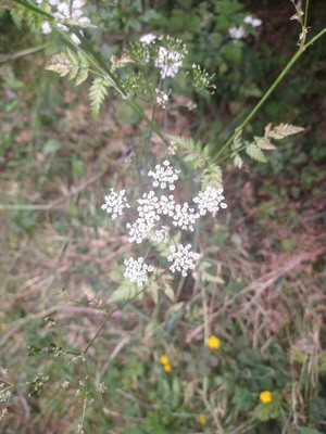 photo of Spreading Hedge Parsley