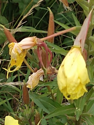 photo of Large Flowered Evening Primrose