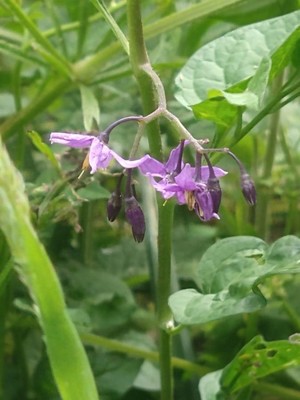 photo of Bittersweet