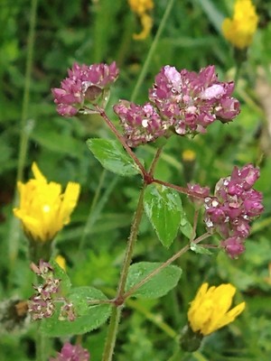 photo of Wild Marjoram