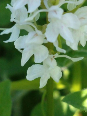 photo of Common Spotted Orchid