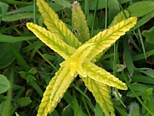 photo of Yellow Rattle