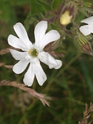 photo of White Campion