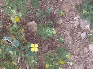 photo of Pineappleweed