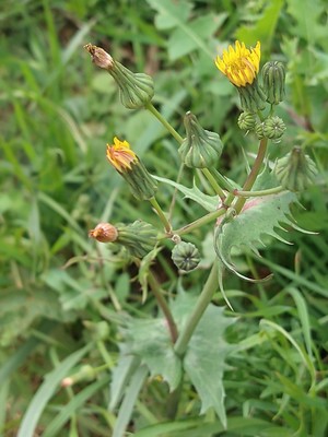 photo of Smooth Sow Thistle