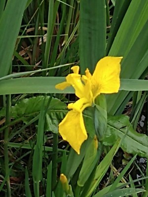 photo of Yellow Iris