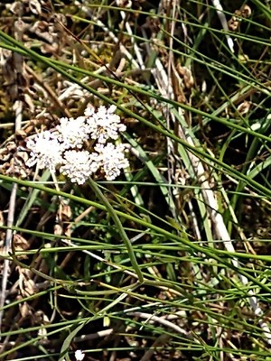 photo of Wild Carrot