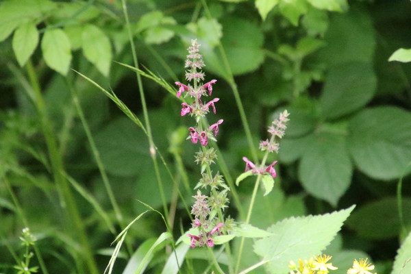photo of Hedge Woundwort