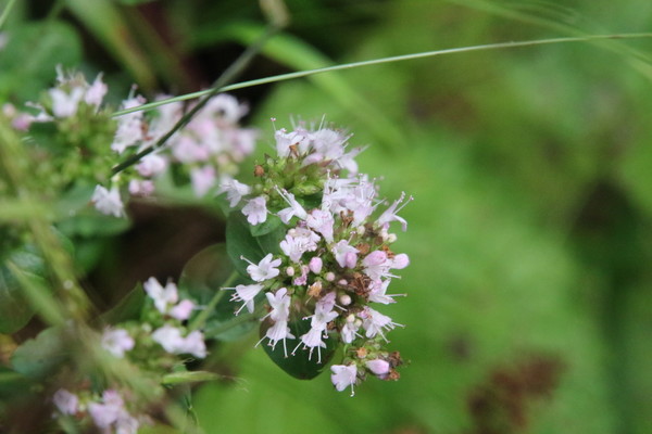 photo of Wild Marjoram