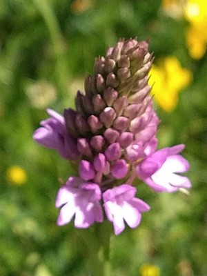 photo of Pyramidal Orchid