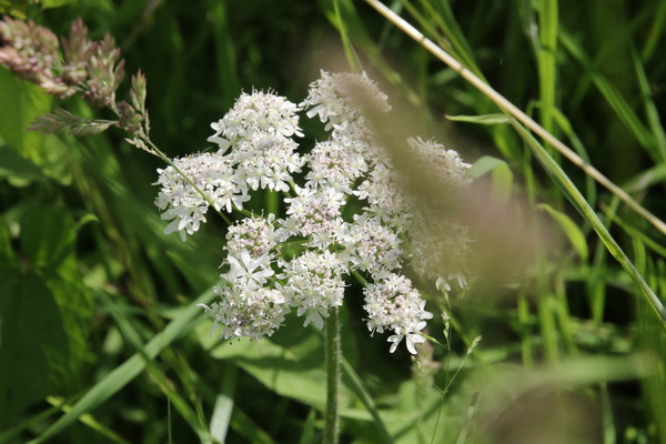 photo of Hogweed