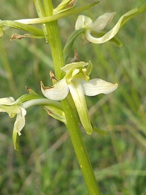 photo of Greater Butterfly Orchid