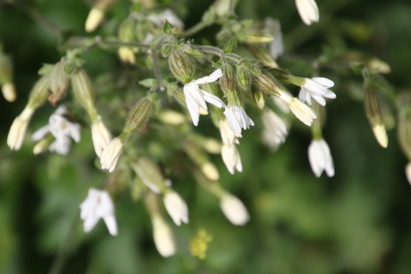photo of White Campion
