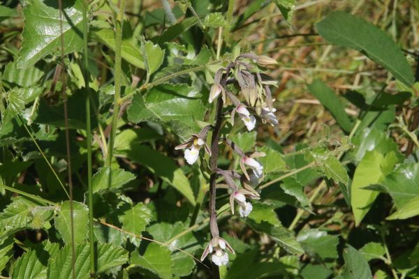 photo of Marsh Helleborine
