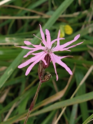 photo of Ragged Robin