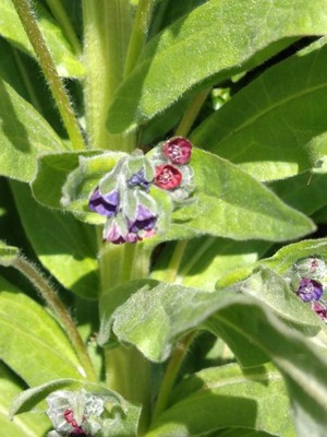 photo of Hound's Tongue
