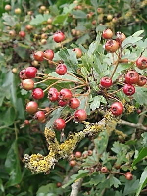 photo of Hawthorn