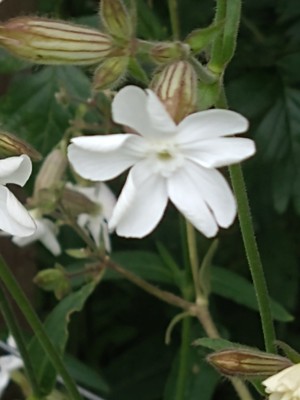 photo of White Campion