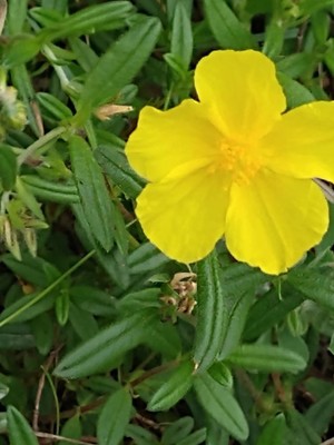 photo of Common Rockrose