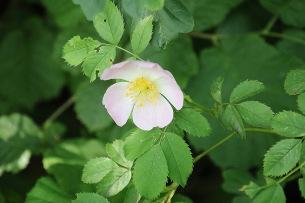 photo of Common Dog Rose