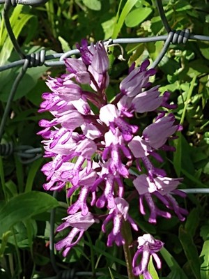 photo of Military Orchid