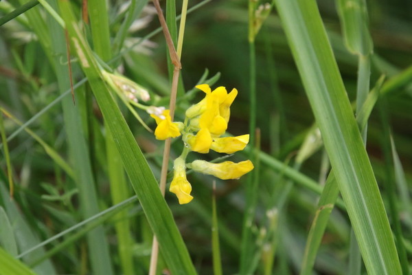 photo of Meadow Vetchling