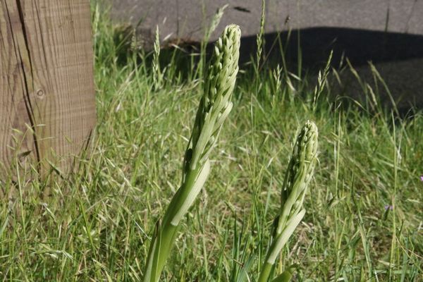 photo of Lizard Orchid