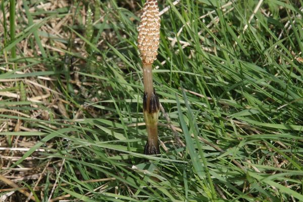 photo of Field Horsetail