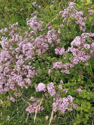 photo of Wild Marjoram