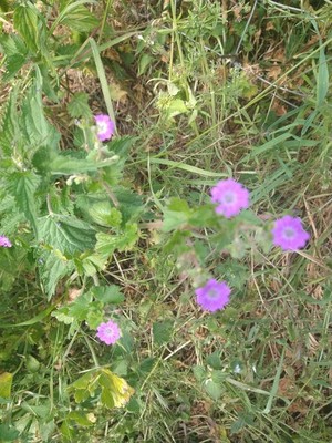 photo of Dove's Foot Crane's Bill