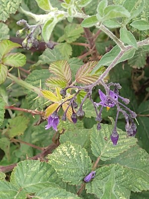 photo of Bittersweet