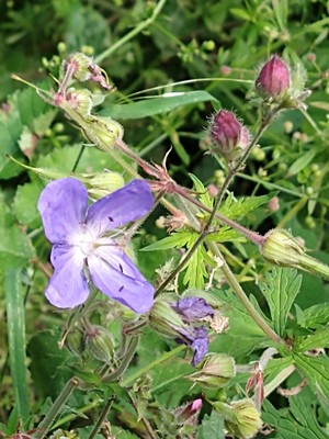 photo of Meadow Crane's Bill