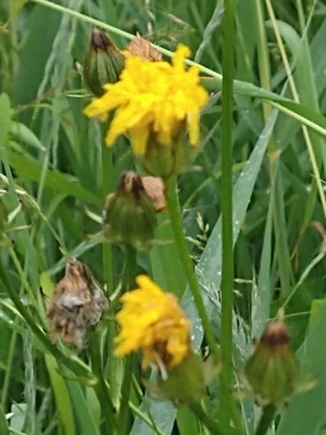 photo of Rough Hawk's Beard