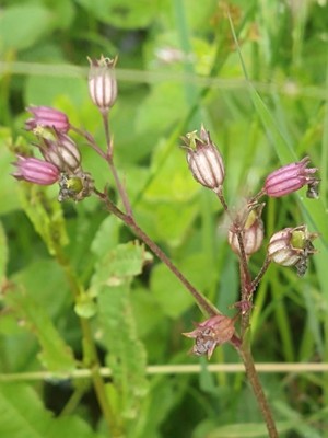 photo of Ragged Robin