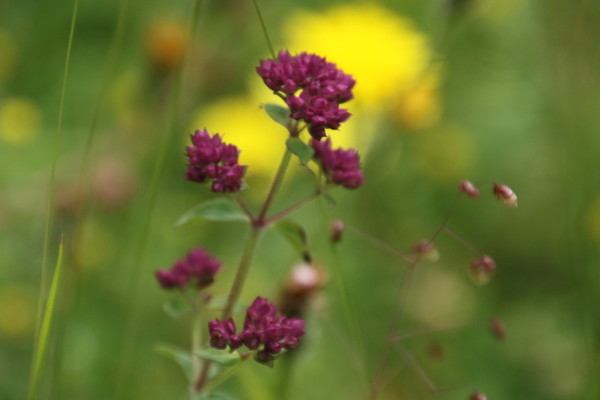photo of Wild Marjoram