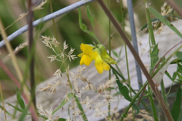 photo of Meadow Vetchling