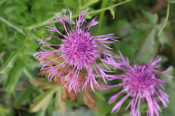 photo of Greater Knapweed