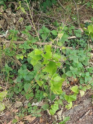 photo of Garlic Mustard