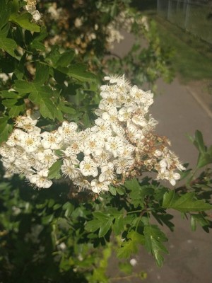 photo of Hawthorn