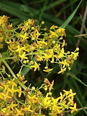 photo of Lady's Bedstraw